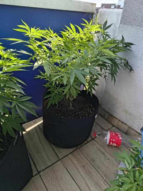 Mix it 2026 Outdoor Germany. Week 17 - 26.05.26 Skunk Haze 