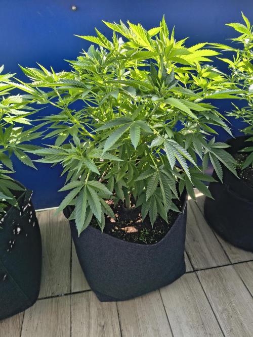 Mix it 2026 Outdoor Germany. Week 17 - 26.05.26 Sour Diesel ⛽