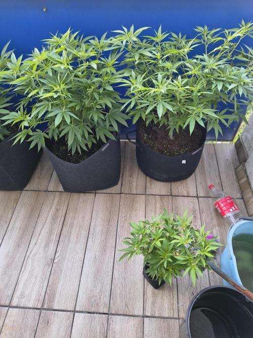 Mix it 2026 Outdoor Germany. Week 18 - 27.05.26 Sour Diesel, Skunk Haze 