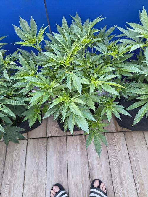 Mix it 2026 Outdoor Germany. Week 18 - 27.05.26 GDP 💜