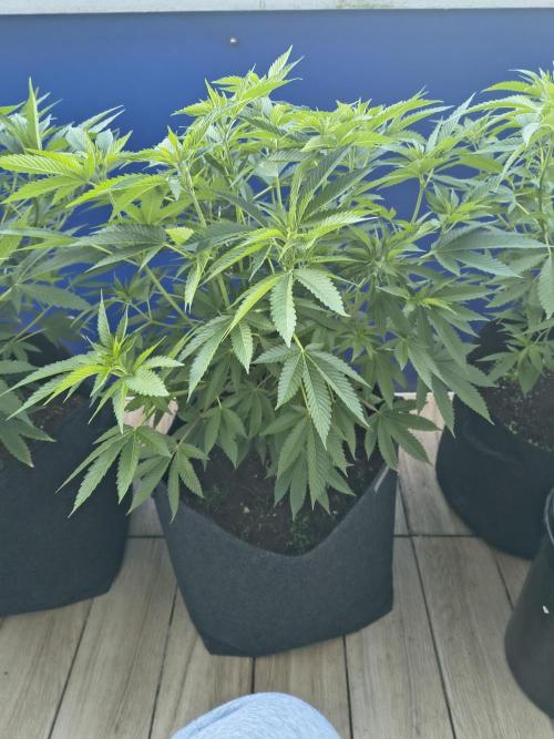 Mix it 2026 Outdoor Germany. Week 18 - 29.05.26 Sour Diesel ⛽