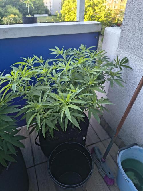 Mix it 2026 Outdoor Germany. Week 18 - 29.05.26 Skunk Haze 