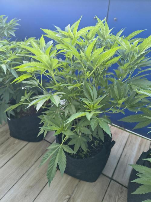 Mix it 2026 Outdoor Germany. Week 18 - 29.05.26 GDP 💜