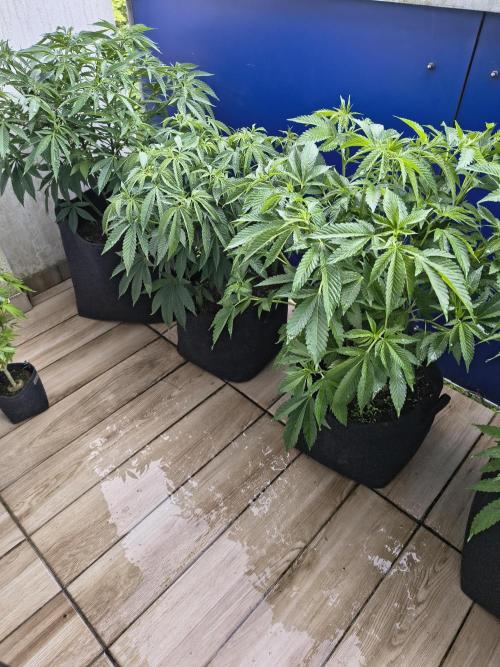 Mix it 2026 Outdoor Germany. Week 18 - 29.05.26 Apple Betty, Black Lemon,GDP