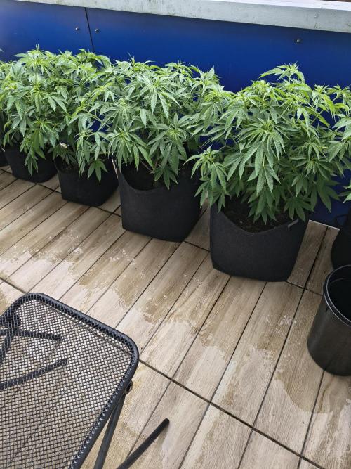 Mix it 2026 Outdoor Germany. Week 18 - 29.05.26 GDP, Chocobang,Sour Diesel 