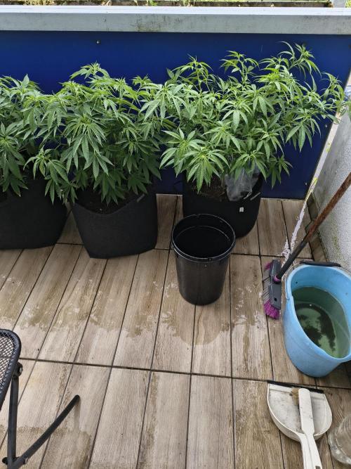 Mix it 2026 Outdoor Germany. Week 18 - 29.05.26 Sour Diesel, Skunk Haze 