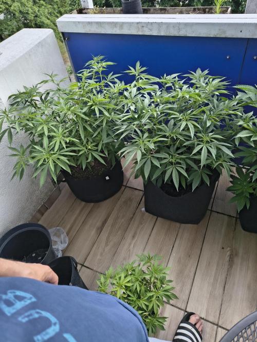 Mix it 2026 Outdoor Germany. Week 18 - 01.06.26 Skunk Haze, Apple Betty 