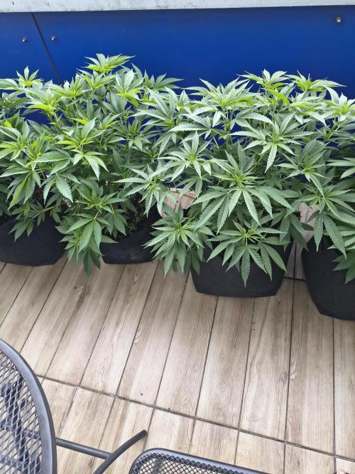 Mix it 2026 Outdoor Germany. Week 18 - 01.06.26 GDP, Chocobang 