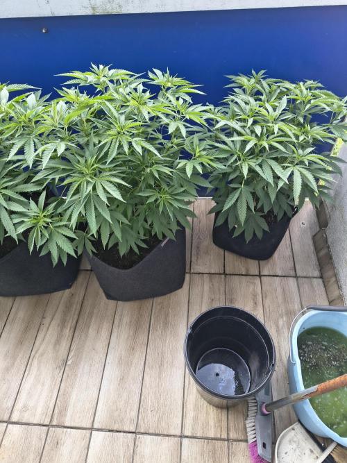 Mix it 2026 Outdoor Germany. Week 18 - 01.06.26 Sour Diesel, Black Lemon 