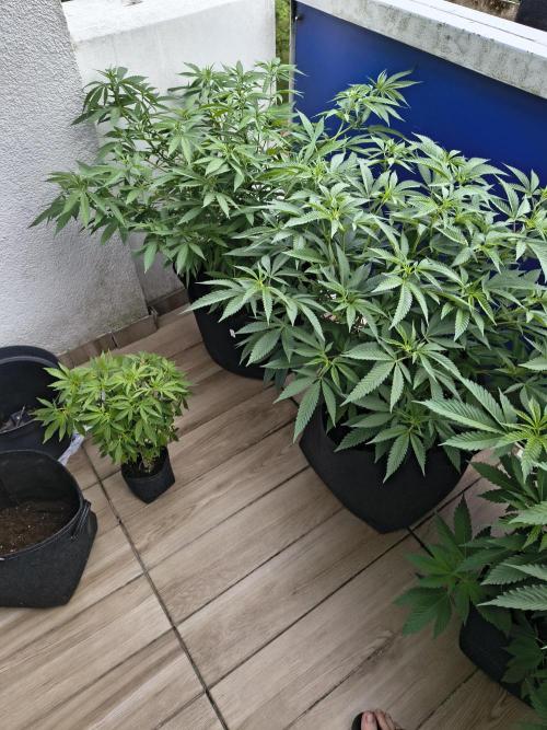 Mix it 2026 Outdoor Germany. Week 18 - 02.06.26 Mental Rainbow, Skunk Haze, Apple Betty 