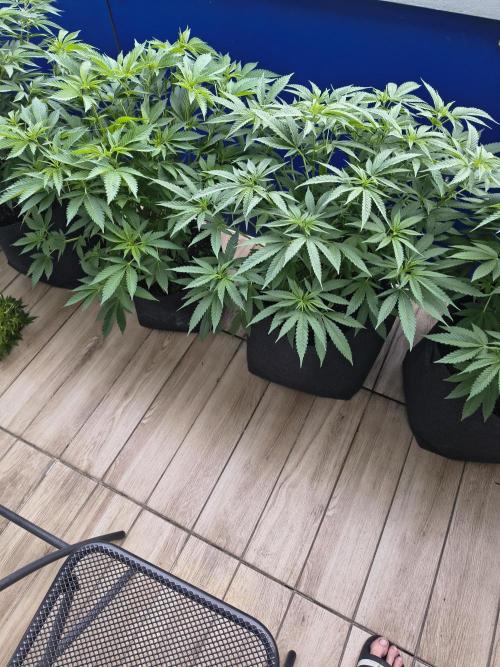 Mix it 2026 Outdoor Germany. Week 18 - 02.06.26 GDP, Chocobang 