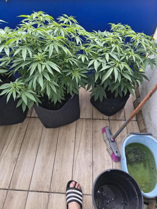 Mix it 2026 Outdoor Germany. Week 18 - 02.06.26 Sour Diesel, Black Lemon 