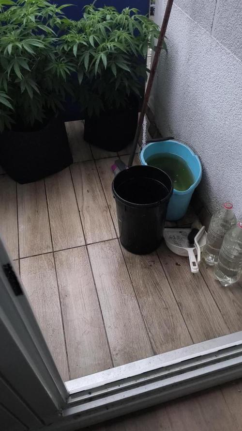 Veg Woche 19