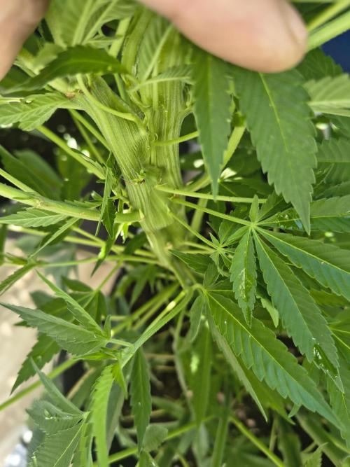 Mix it 2026 Outdoor Germany. Week 19 - Sour Diesel Mutant 