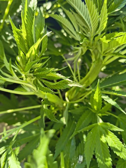 Mix it 2026 Outdoor Germany. Week 19 - Sour Diesel Mutant 