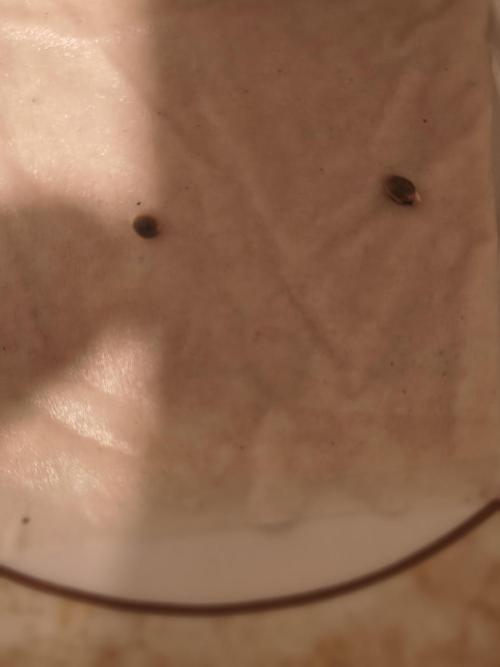 Dr.Grinspoon Seeds Making. Week 0 - 1/2