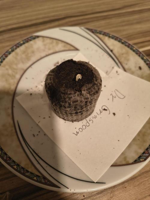 Dr.Grinspoon Seeds Making. Week 1 - 15.06.26 2nd seed