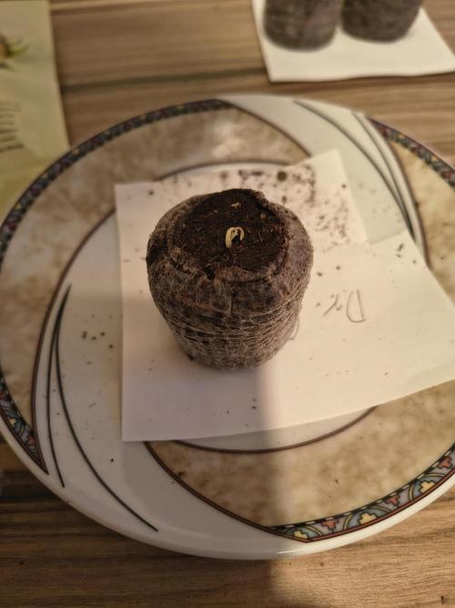 Dr.Grinspoon Seeds Making. Week 1 - 16.06.26 2nd seed