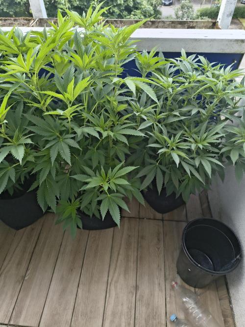 Mix it 2026 Outdoor Germany. Week 21 - 17.06.26 GDP, Black Lemon 