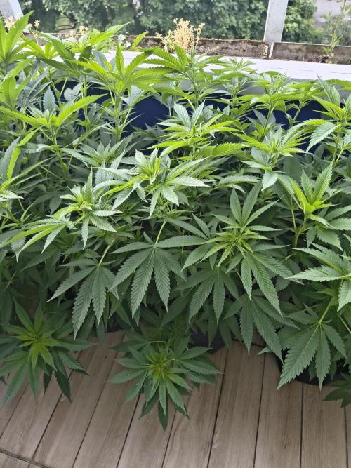 Mix it 2026 Outdoor Germany. Week 21 - 17.06.26 Sour Diesel 