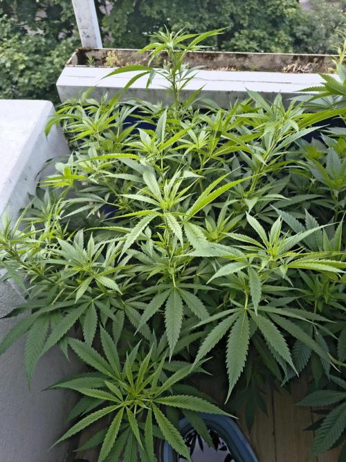Mix it 2026 Outdoor Germany. Week 21 - 17.06.26 Skunk Haze 