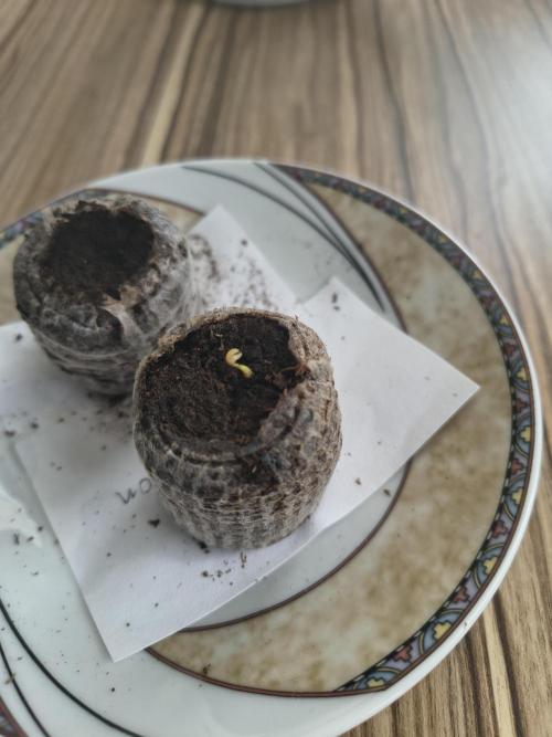 Dr.Grinspoon Seeds Making. Week 1 - 17.06.26 2nd seed