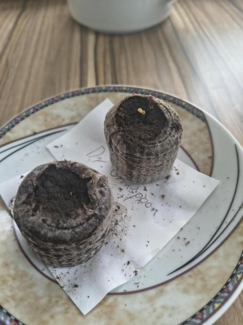 Dr.Grinspoon Seeds Making. Week 1 - 18.06.26 2nd seed