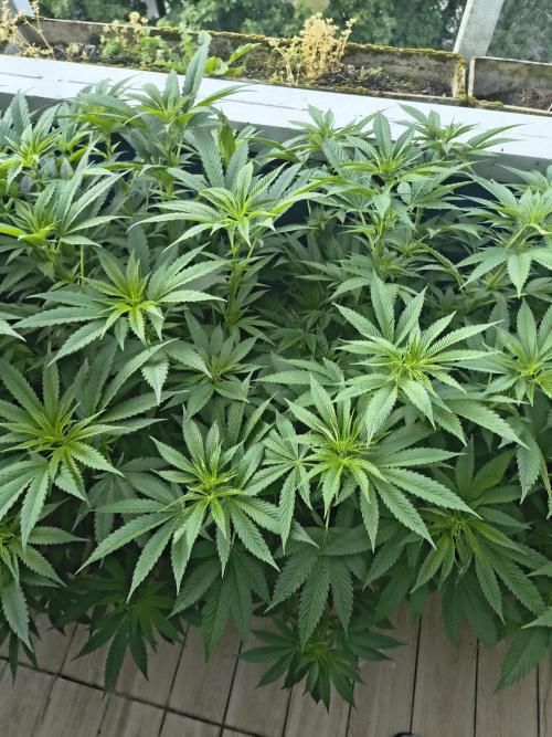 Mix it 2026 Outdoor Germany. Week 21 - 18.06.26 Sour Diesel 