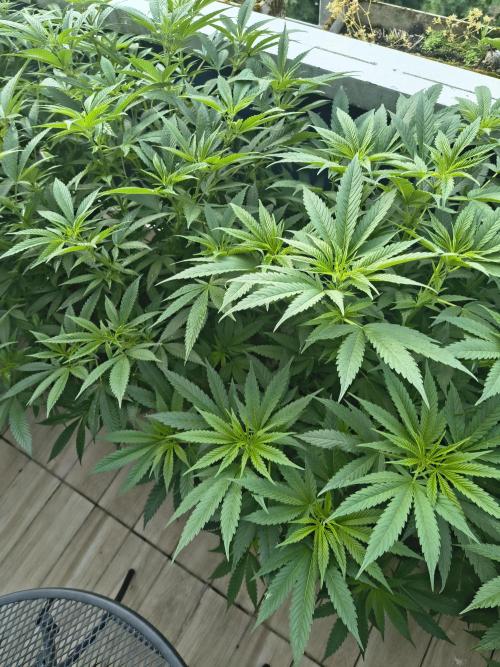Mix it 2026 Outdoor Germany. Week 21 - 18.06.26 Chocobang, GDP