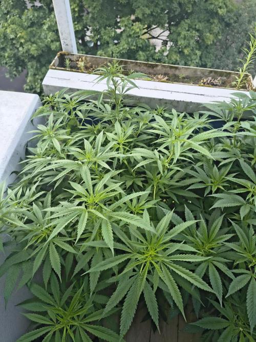 Mix it 2026 Outdoor Germany. Week 21 - 18.06.26 Skunk Haze 