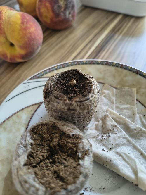 Dr.Grinspoon Seeds Making. Week 2 - 22.06.26