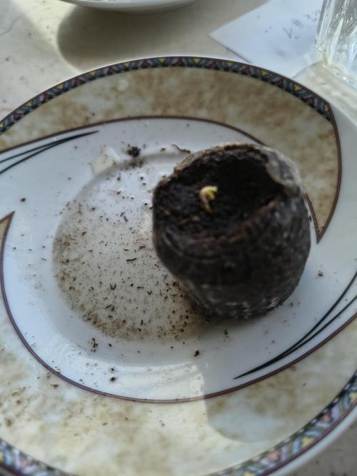 Dr.Grinspoon Seeds Making. Week 2 - 22.06.26