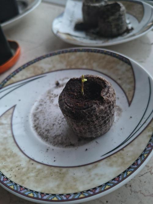 Dr.Grinspoon Seeds Making. Week 2 - 23.06.26
