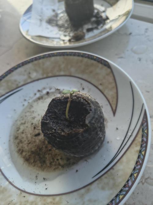 Dr.Grinspoon Seeds Making. Week 2 - 23.06.26 Later 