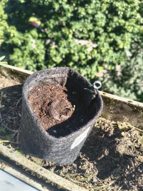 Dr.Grinspoon Seeds Making. Week 2 - 23.06.26 In new pot