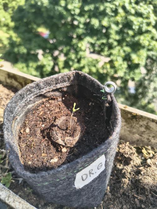 Dr.Grinspoon Seeds Making. Week 2 - 24.06.26