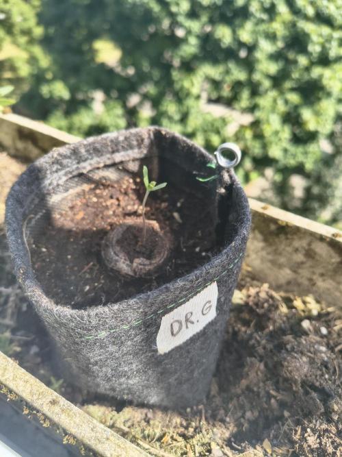 Dr.Grinspoon Seeds Making. Week 2 - 25.06.26