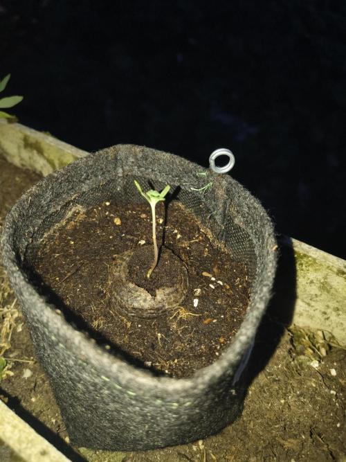 Dr.Grinspoon Seeds Making. Week 2 - 26.06.26