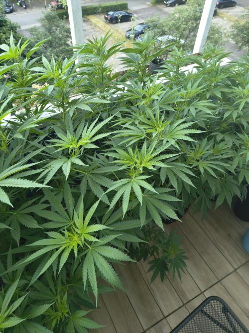 Mix it 2026 Outdoor Germany. Week 22 - 27.06.26 Sour Diesel 