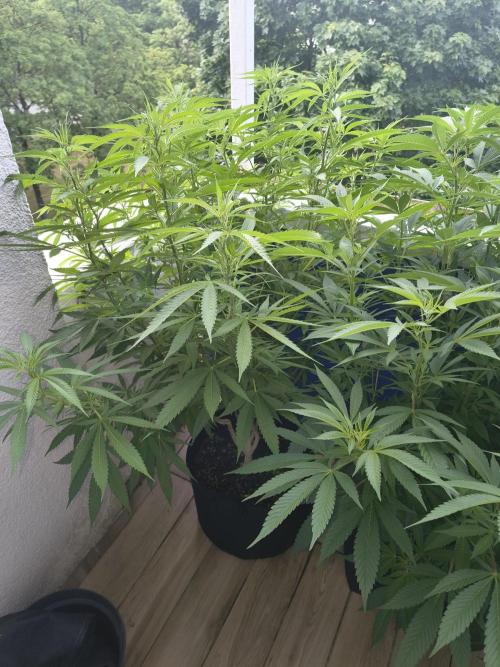 Mix it 2026 Outdoor Germany. Week 22 - 27.06.26 Skunk Haze 