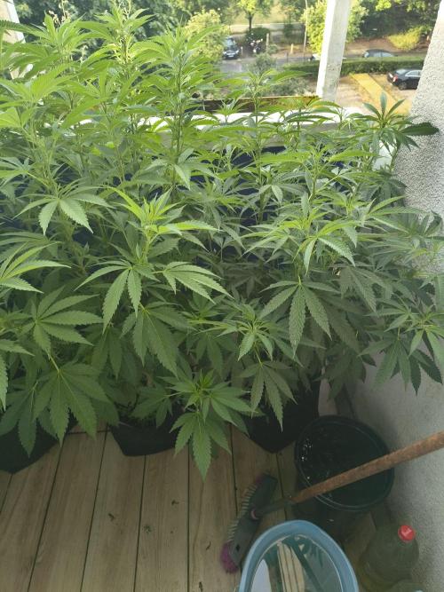 Mix it 2026 Outdoor Germany. Week 22 - 28.06.26 GDP , Black Lemon 