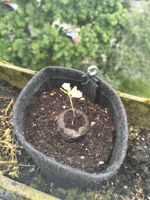 Dr.Grinspoon Seeds Making. Week 2 - 28.06.26