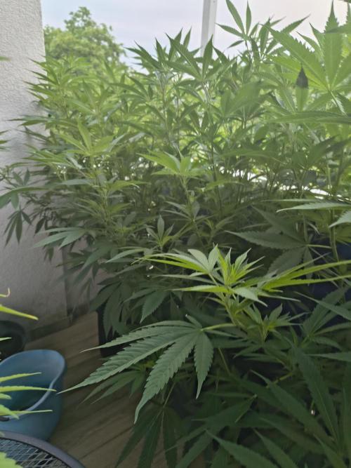 Mix it 2026 Outdoor Germany. Week 22 - 29.06.26 Skunk Haze , Apple Betty,Chocobang 