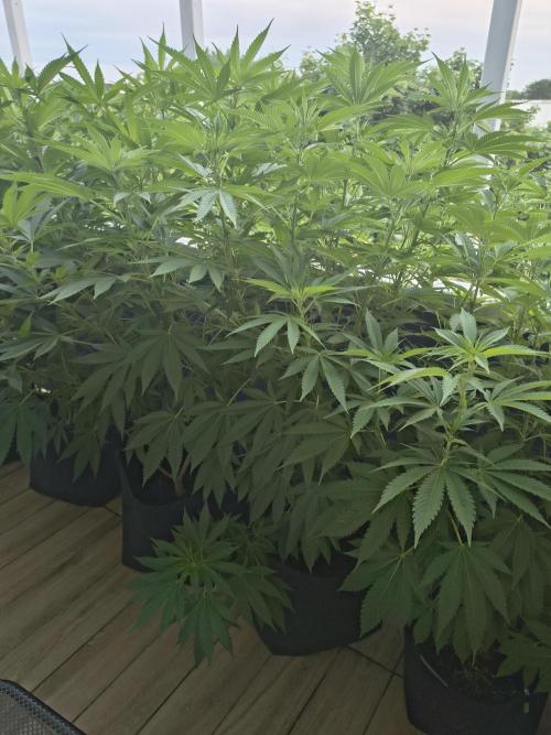 Mix it 2026 Outdoor Germany. Week 22 - 29.06.26 Sour Diesel 