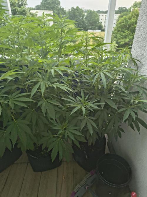 Mix it 2026 Outdoor Germany. Week 22 - 29.06.26 GDP , Black Lemon 