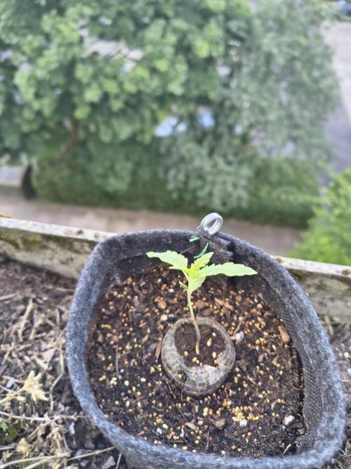 Dr.Grinspoon Seeds Making. Week 3 - 30.06.26