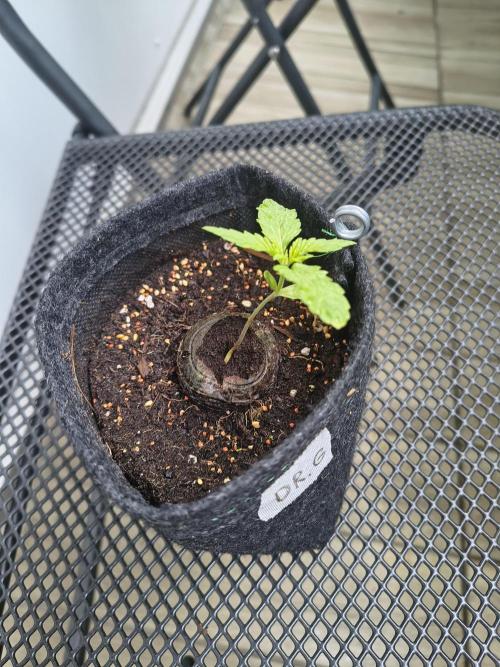 Dr.Grinspoon Seeds Making. Week 3 - 01.07.26