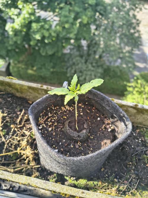 Dr.Grinspoon Seeds Making w/QBLemon. Week 3 - 02.07.26 Dr.G