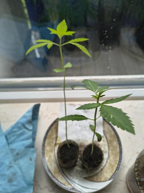 Dr.Grinspoon Seeds Making w/QBLemon. Week 3 - 02.07.26 Quick Black Lemon