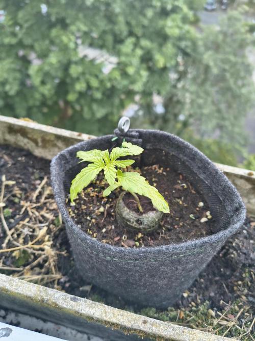 Dr.Grinspoon Seeds Making w/QBLemon. Week 3 - 03.07.26 Dr.G